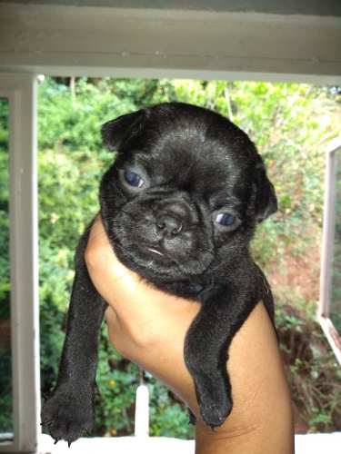 Cachorros Pug Carlino