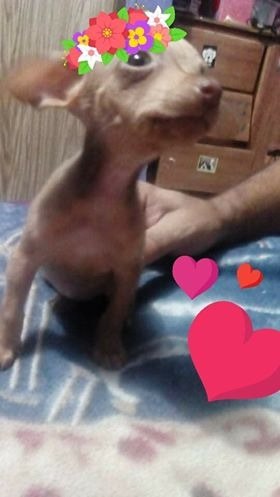 Hermosa Cachorra Mini Pincher Hembra 2 Meses 50$