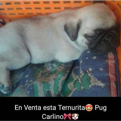 Pug Carlino Hembra