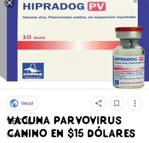 Vacuna Parvovirus Canino (15)