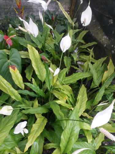 Calas Blanca Planta Natural