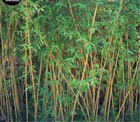 Esquejes Estacas De Bambu Amarillo P. Aure