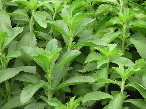 Planta De Stevia Rebaudiana