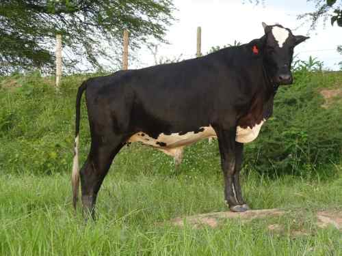 Novillas Fi(holstein-brahman) Y Tricros(50%jersy25%holstein)