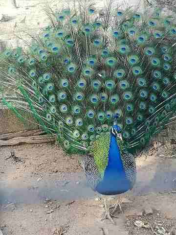 Pavo Real Azul