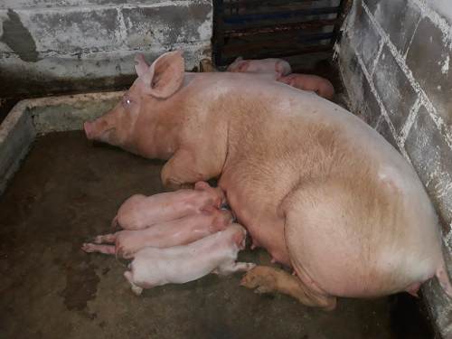 Cerdos Y Lechones Sin Capar En Pdf Buena Genetica