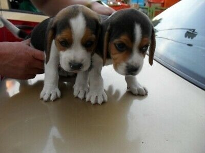 Beagles Bicolor 13 Pulgadas