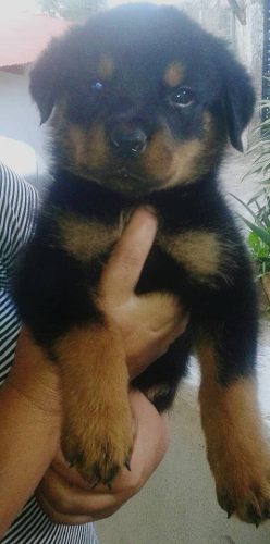 Cachorro Rotwailer Padre Con Pedigri