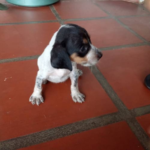 Cachorros Azul De Gascuña Cazadores