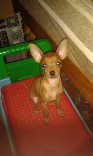 Cachorros De Chihuahua Con Pinschers Miniatura