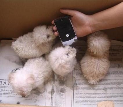 Hermosos Poodles Miniaturas, Somos Centro Veterinario,garan