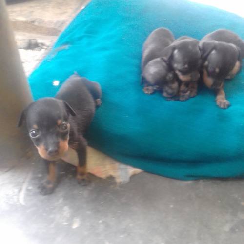 Perros (cachorros) Pincher