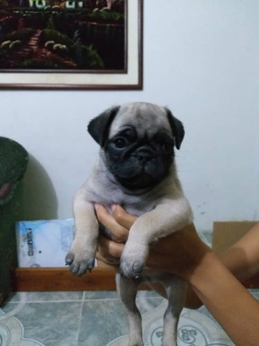 Pug Cachorritos