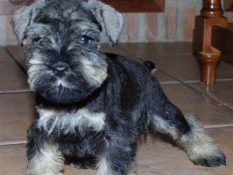 Schnauzer Miniatura