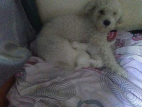 Vendo Cachorro Mini Toy Poodle