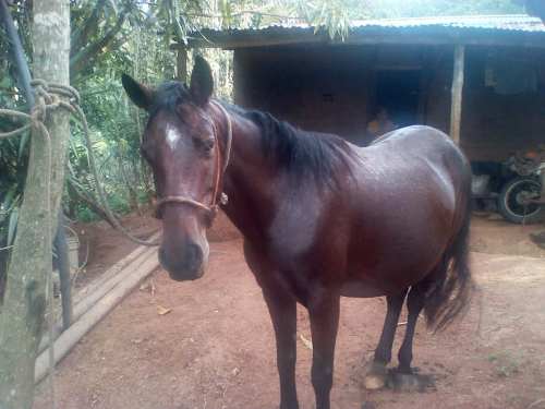 Caballo Yegua Esta Embarazada