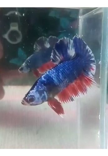 Betta Fancy Hmpk Macho