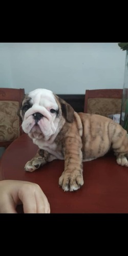 Cachorro Bulldog Inglés Con Pedigri