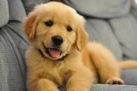 Golden Retriver