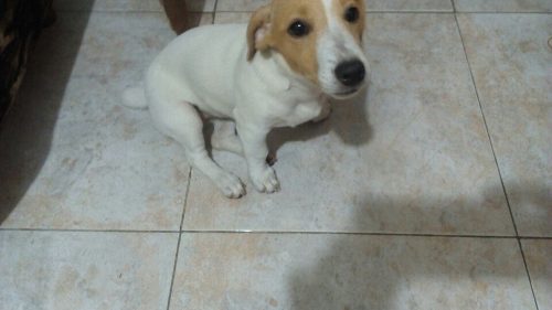 Jack Russell