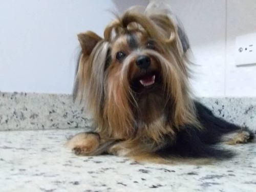 Monta Yorkshire Terrier.