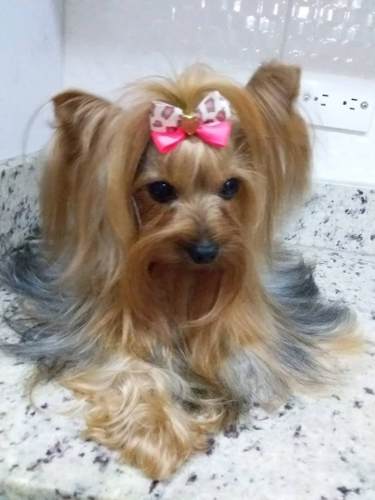 Yorkshire Terrier Con Registro.