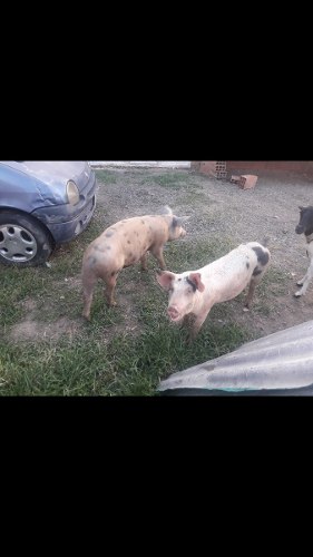 Cerdos O Cochinos