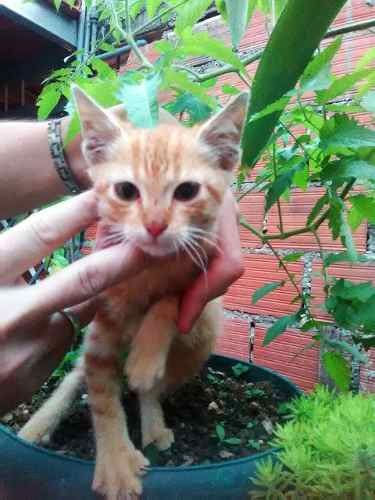 Gato Adopcion