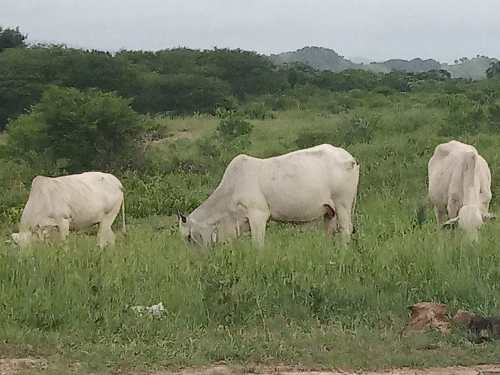 Ganado Sebuo