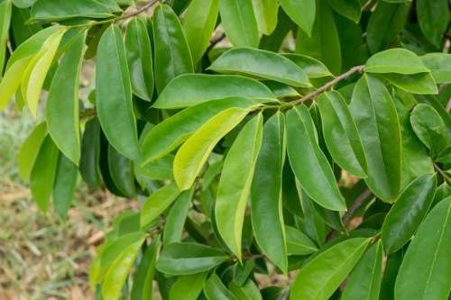 Plantas De Guanabanas