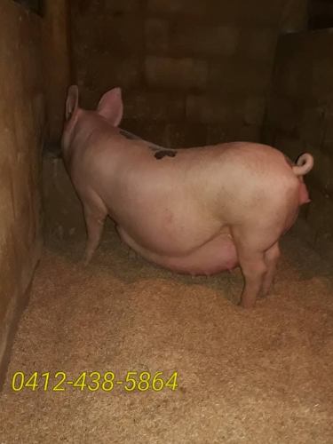 Cerdos Reproductoras Cargadas Y Alimento