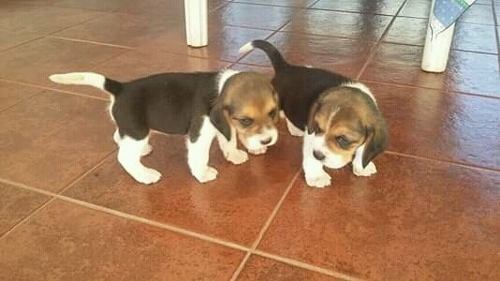 Beagles