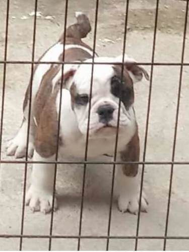 Cachorro Bulldog Inglés Hembras 2 Mil Peras Verdes