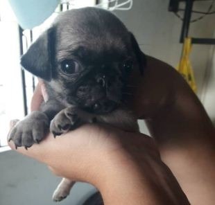 Cachorro Pug Carlinos Macho Arena