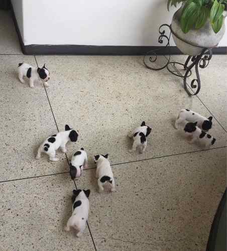 Cachorros Bulldog Francés Con Registro Pedigree Fcv