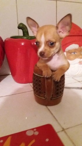 Cachorros Chihuahua Miniatura De Raza Pura