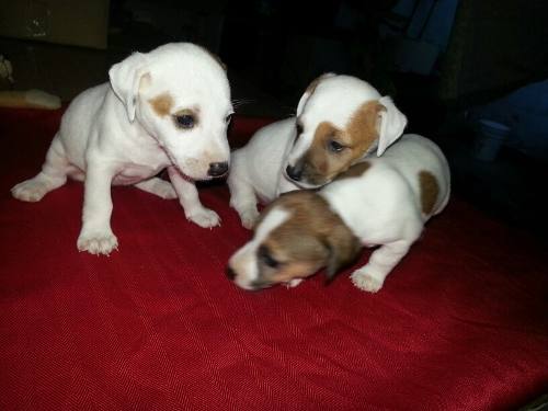 Cachorros Jack Russel