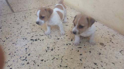 Cachorros Jack Russell