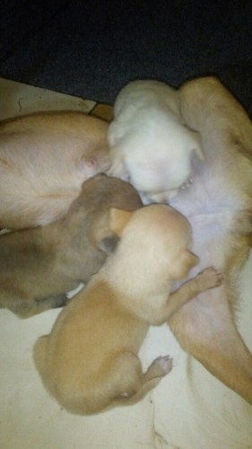 Cachorros Pincher Mini