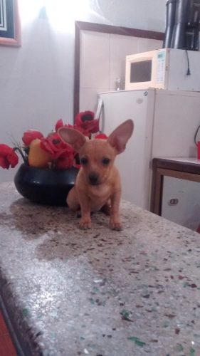 Vendo Hermosa Cachorra Pincher Miniatura Edad 2 Meses