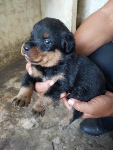 Venta De Cachorros Varias Razas