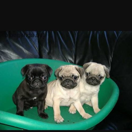 Cachorros Pugcarlino