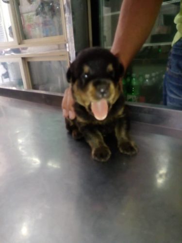 Cachorros Rottweiler Alemán