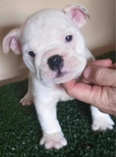 Cachorro Bulldog Inglés Con Pedigri  Peras Verdes