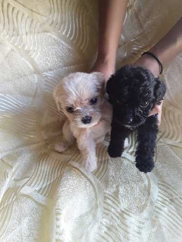 Cachorros Poodle