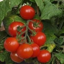Insecticida Agricola Pimenton Aji Tomate Melon Actara