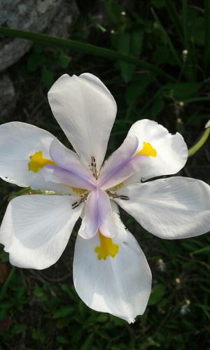 Semillas Iris Japonés ×sobre