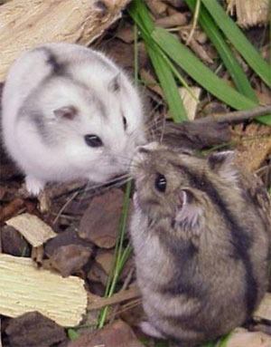 Todo Sobre Hamsters Y 2 Libros De Regalo