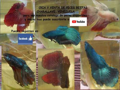 Bettas Al Detal Y Al Mayor