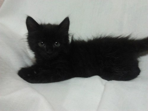 Gato Negro Angora